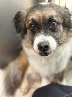 Pepper