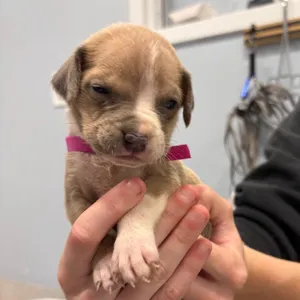 Puppy 8