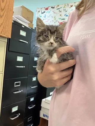 Lulu