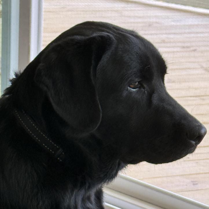 ALPHARETTA - Sadie