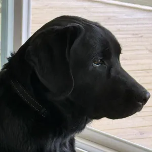 ALPHARETTA - Sadie