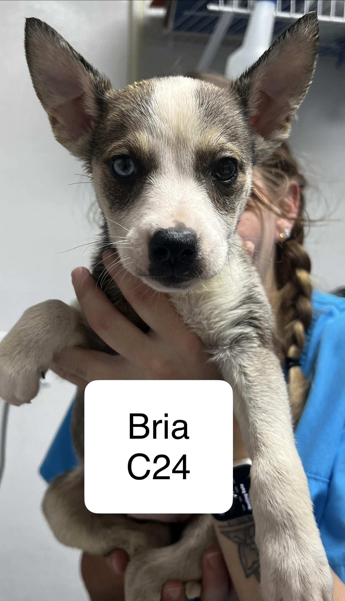 Bria