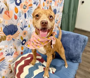 Roxie Bebe The Teeny Tiny Sweetie
