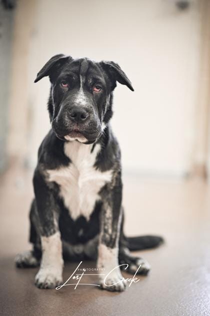 Atticus