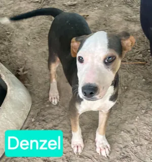 Denzel