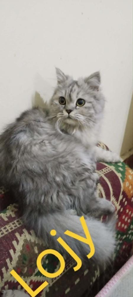 Lojy