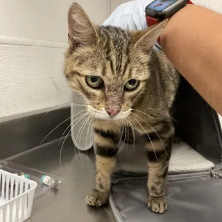 HACC-Stray-35285
