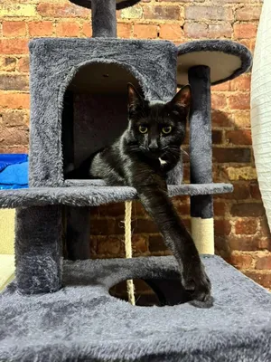 Arya
