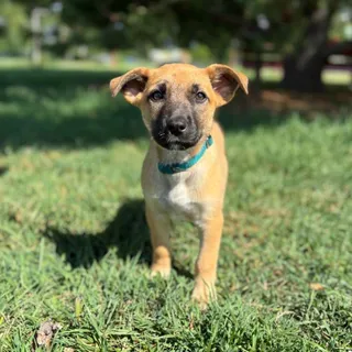 Scorpio--In Foster