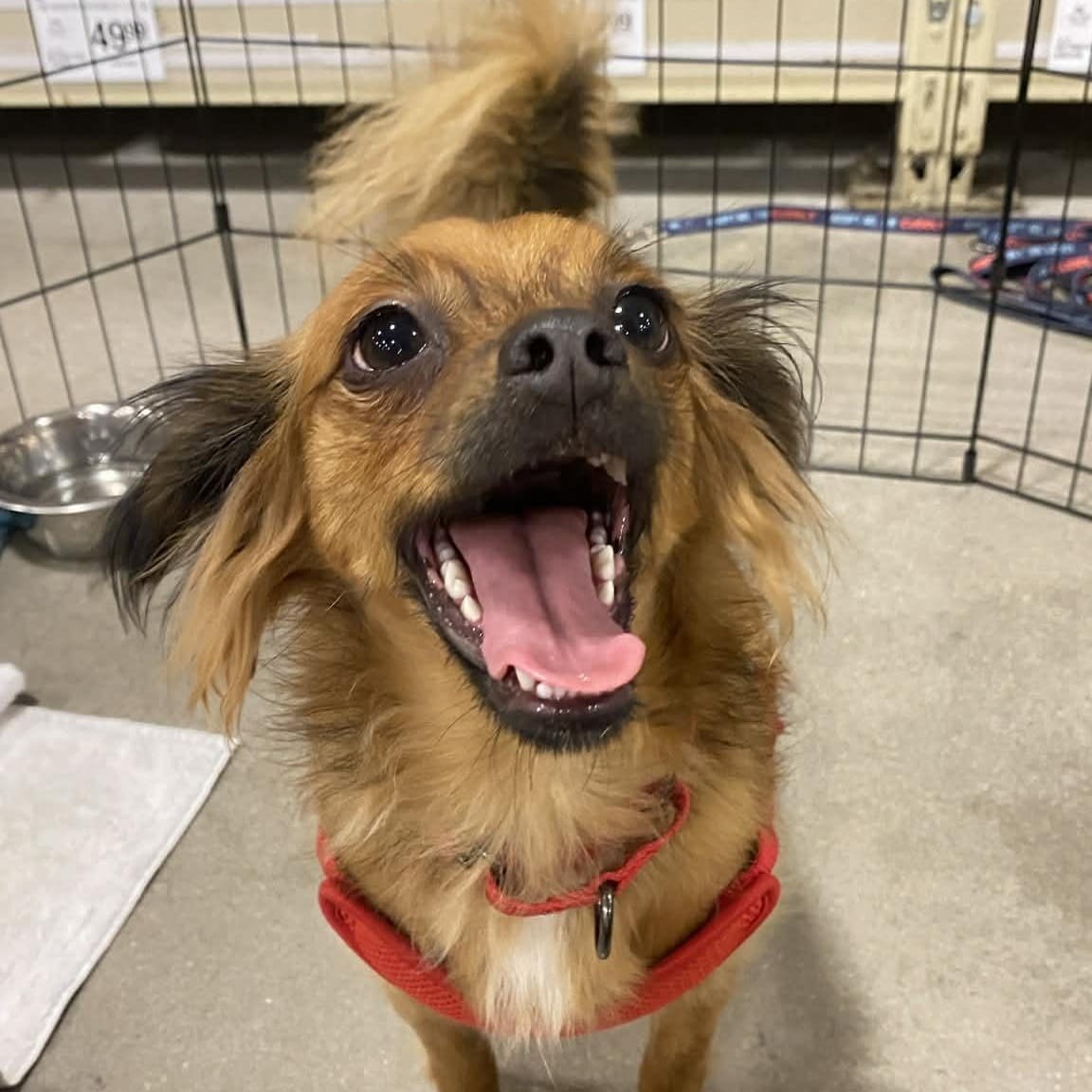 PRINCE