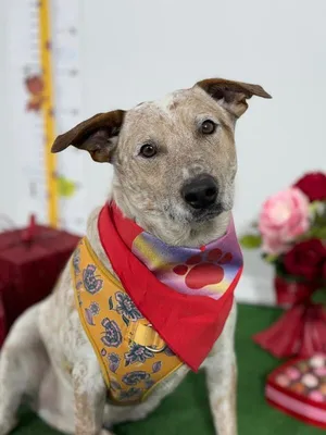 Ivan-One of our Amazing Rescue Dogs
