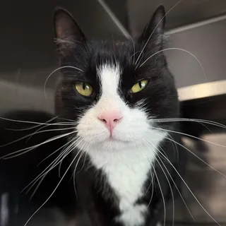 Jango