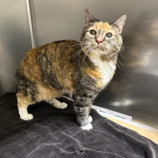 Kit (Cali)
