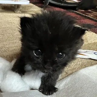 Onyx