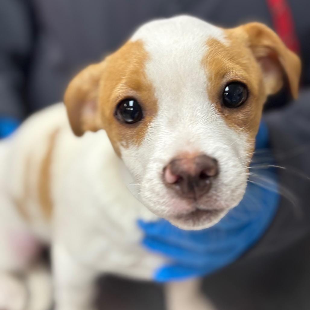 Adopt Beau Today - Pets TheCountyOffice