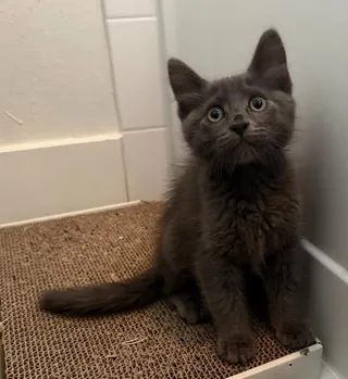 Figaro