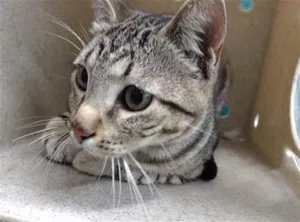 KIKI