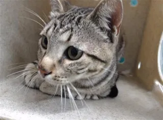 KIKI