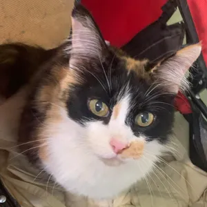 Chloe