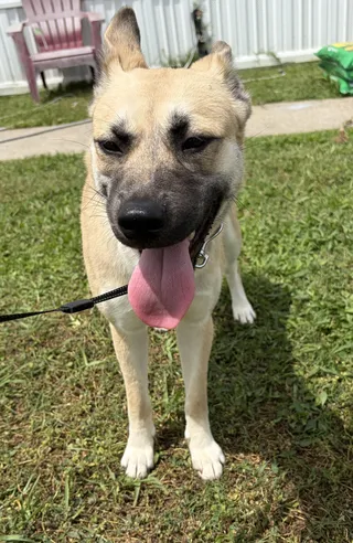 Artemis