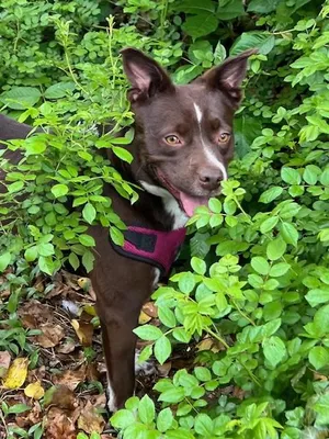 Gemma