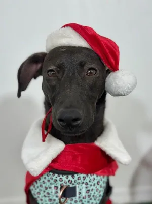 Koko-One of our Amazing Rescue Dogs