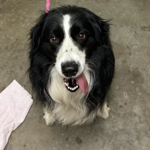 Sammy