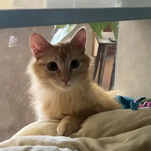Fuzzy