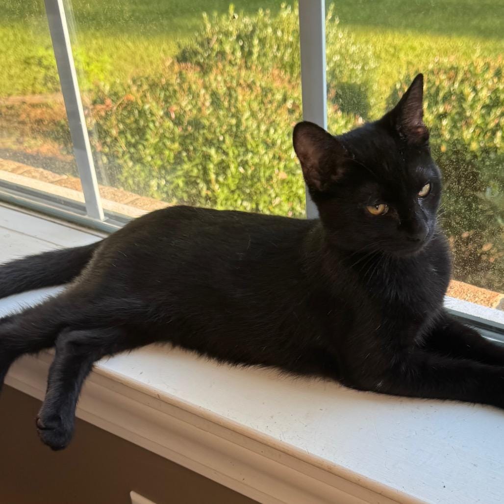 Adopt 1355 blackberry Today - Pets TheCountyOffice