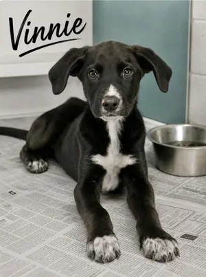 Vinnie