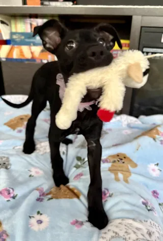 Daisy