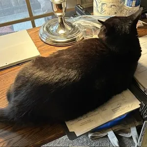 Fibi (Phoebe)