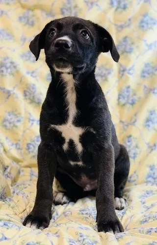 Atticus