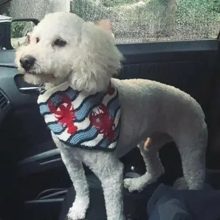 Ollie