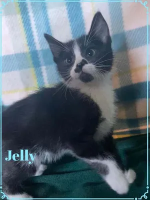 Jelly