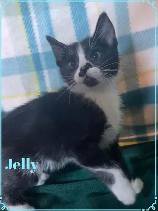 Jelly