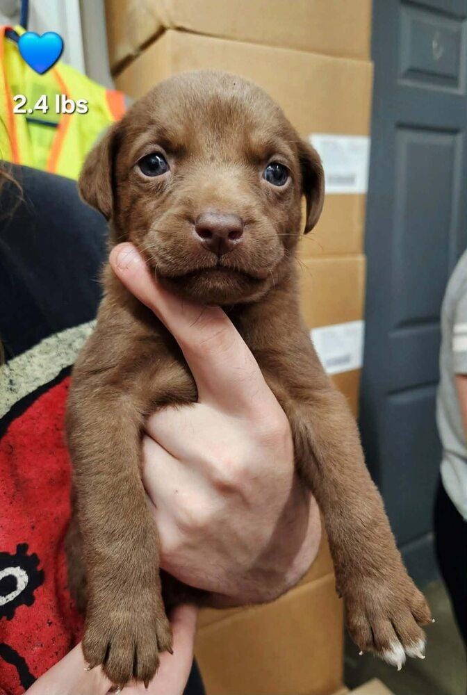 Van Halen