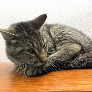 Clyde