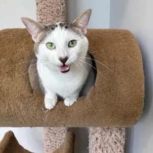Mr. Bill (and Sumi-E) - We're a bonded pair!