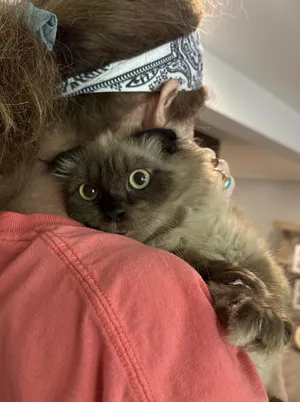 Fux & Blanco (Scottish Folds)