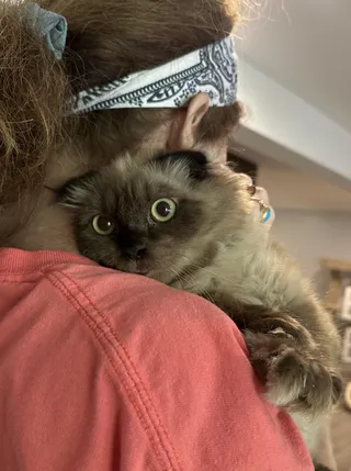 Fux & Blanco (Scottish Folds)