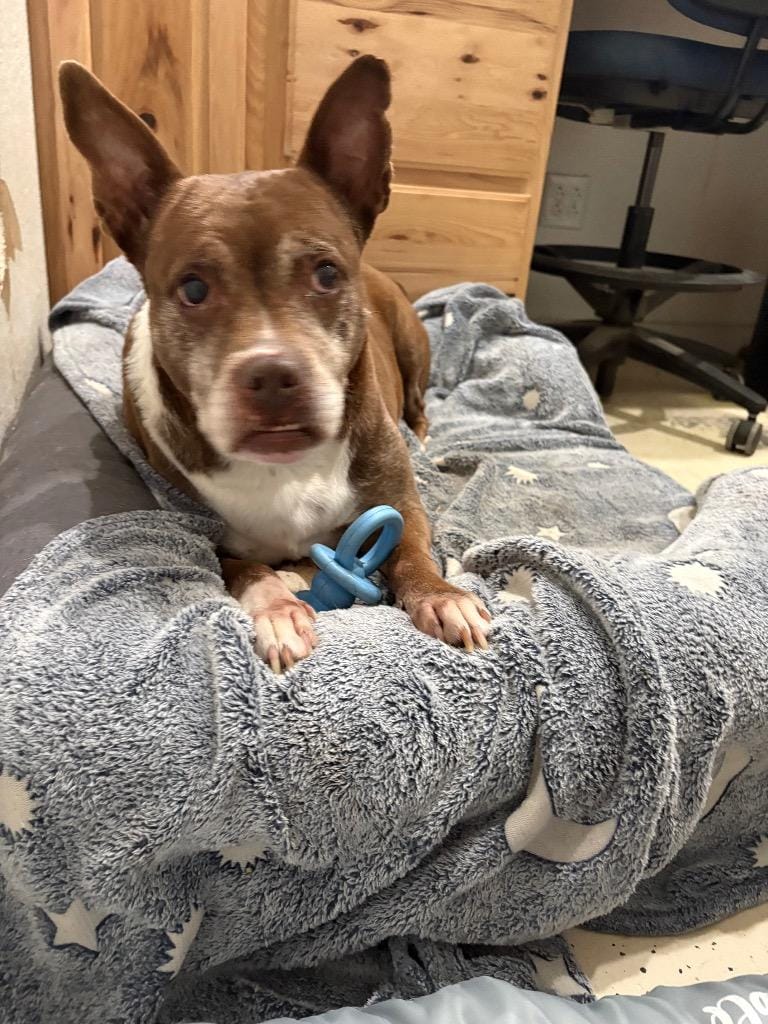 Annie (spayed)
