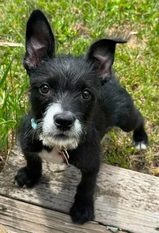 Toby