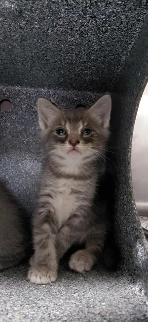 Mateo