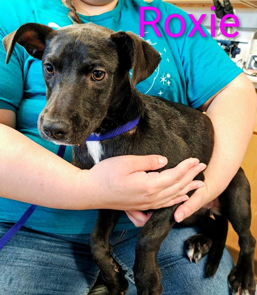 Roxie