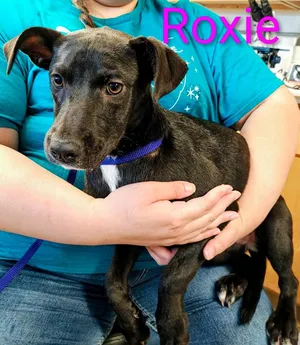 Roxie