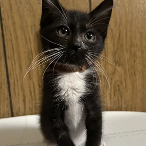 Junior Mint
