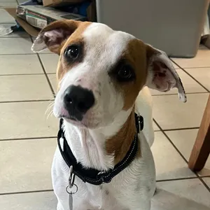 Pete