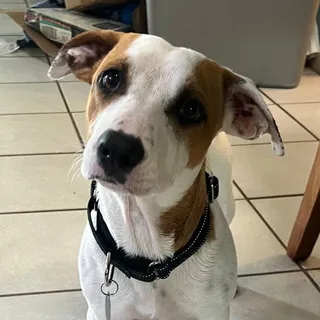 Pete