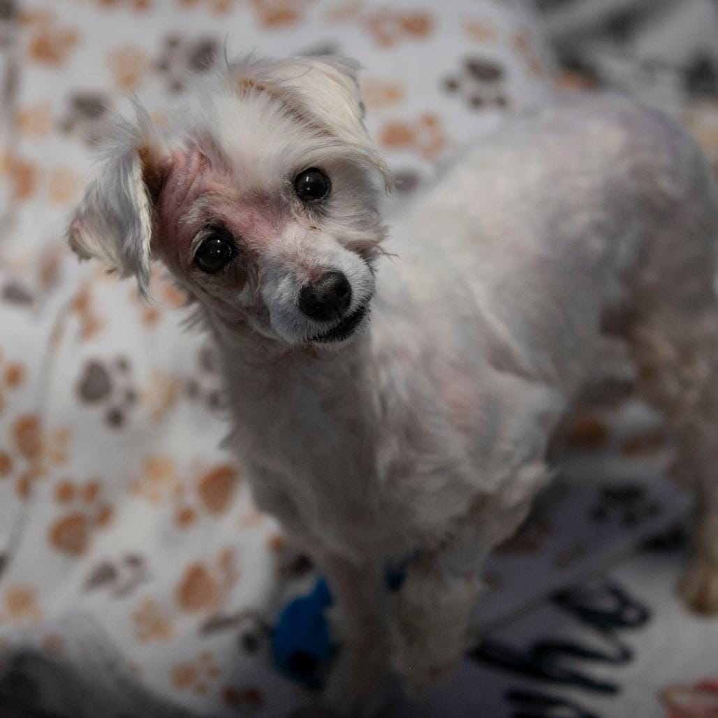 Missy (MY26-108)